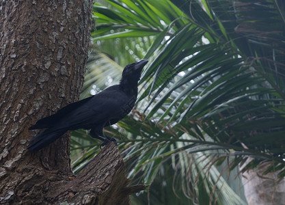 黑乌鸦丛林情调异国树木旅行野生动物黑色省份羽毛热带高清图片