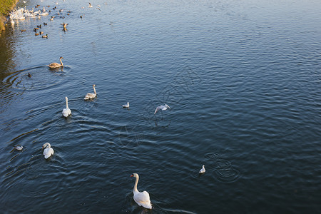 一群天鹅饥饿噪音食物动物鸟类鸭子背景图片