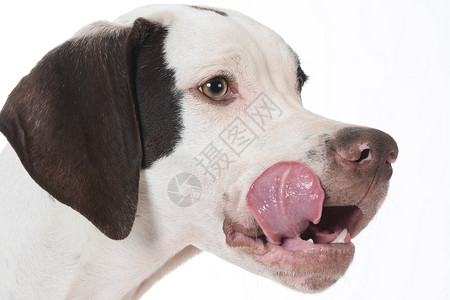 舔嘴唇的狗狗白色猎人宠物舌头运动犬类指针小狗高清图片