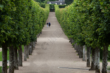 法国城堡的装饰花园 非常美观衬套恶棍胡同盒子草本植物公园生长灌木树篱背景