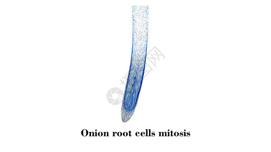 细胞分裂显微图科学宏观植被幻灯片照片显微镜洋葱根尖显微微图背景图片