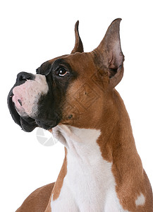 纯红色的斗箱器爆头拳师警报犬类动物宠物耳朵伴侣拳击手小狗背景图片
