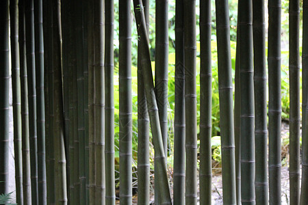 竹布墙绿色文化竹子花园竹科单子竹笋传统鸭嘴兽科木头背景图片