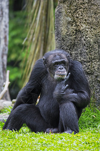 穴居人普通黑猩猩哺乳动物雨林濒危野生动物草原生物稀树丛林黑色社会背景