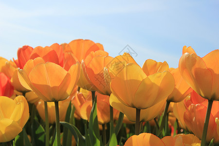 郁金香橙色花的概念上的高清图片