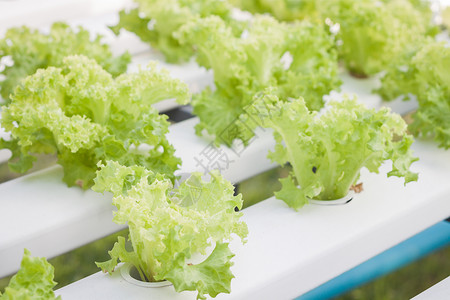 农心虾条水声农场上的绿色珊瑚植物水培法生菜叶子沙拉健康饮食素食水果莴苣长叶园艺背景