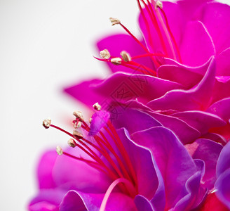 孤立的红色粉红色花朵细节植物群植物粉色花瓣背景图片