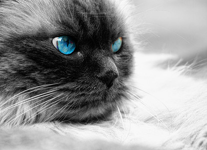 猫眼白色黑色眼睛胡子宠物蓝色背景图片