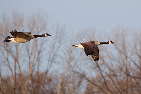 加拿大鹅飞翔池塘野生动物翅膀公园沼泽树木草原高清图片