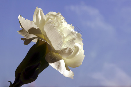 白康天空植物花瓣白色背景图片