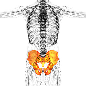 3D 骨盆骨的医学插图密度骨盆子宫骨骼关节医疗软骨股骨背景图片
