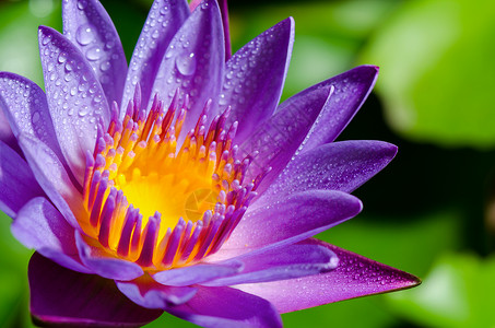 美丽的紫莲花花热带荷花蓝色紫色花粉花冠心皮植物百合叶子背景图片