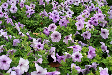 矮牵牛花热带绿色叶子花束场地花园草地植物背景图片