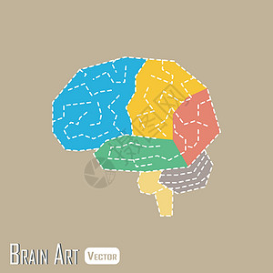 大脑额叶大脑解剖学 额叶 顶叶 颞叶 枕叶 小脑 脑干插画