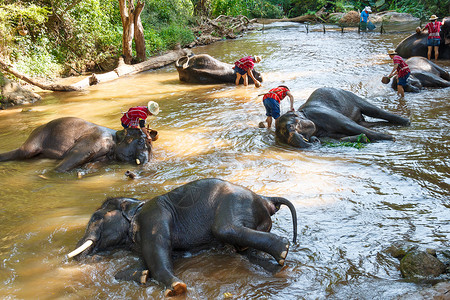 洗澡大象泰国大象和麻将一起洗澡帽子淋浴男人野生动物哺乳动物树干驯象师旅行象牙飞溅背景