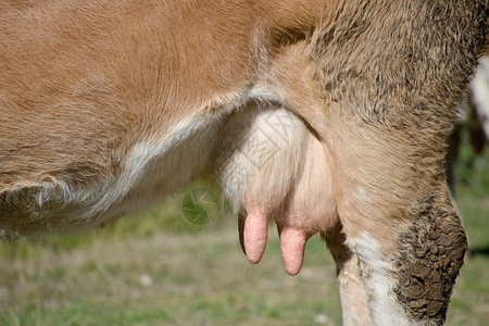奶牛动物群奶制品牧场环境乳房草原村庄配种动物农业背景图片
