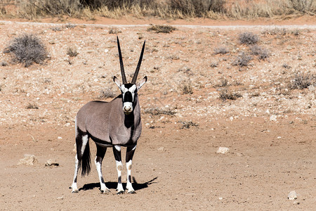 南非长角羚瞪羚公园动物群牛角跑步荒野沙漠国家哺乳动物动物沙丘背景