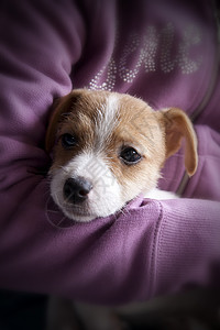 一只杰克罗塞尔的小狗宠物棕色猎犬犬类幽默动物白色高清图片