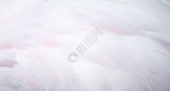 法拉明戈羽毛动物野生动物粉色荒野白色翅膀情调异国鸟类背景图片