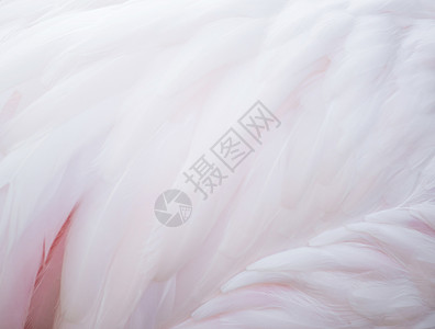 法拉明戈羽毛野生动物鸟类异国翅膀动物荒野情调白色粉色背景图片