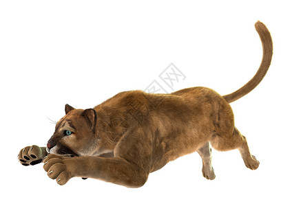 美洲狮美洲豹大猫哺乳动物尾巴食肉荒野濒危狮子生物猫科同色背景
