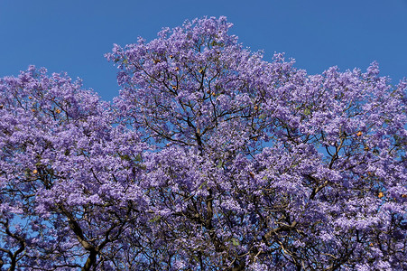 帕贾卡贾卡兰达在春天开花天空花朵紫色淡紫色树木紫丁香背景