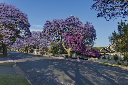 内斯堡贾卡兰达在春天开花树木建筑天空房子淡紫色紫丁香紫色花朵背景