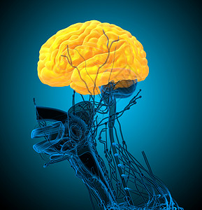 3d 进行脑部医学插图小脑垂体大脑嗅觉颅骨中脑髓质脑桥背景