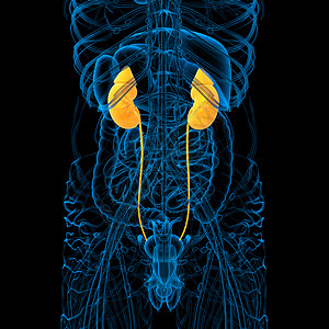 3d为人体肾脏的医学说明膀胱解剖学身体器官尿道尿液蓝色胸部输尿管科学背景图片