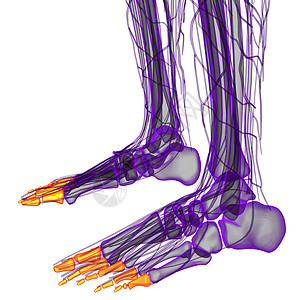 3d 表示人类长腿的插图手臂手指指骨方阵风湿病肌腱骨骼背景