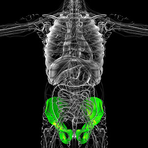 3D 骨盆骨的医学插图股骨密度医疗骨盆骨骼关节子宫软骨背景图片