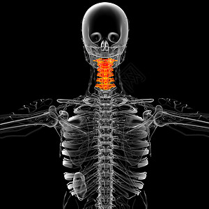 3d为颈骨的医学插图骨头脖子脊柱生理颈椎病骨骼椎骨背景图片