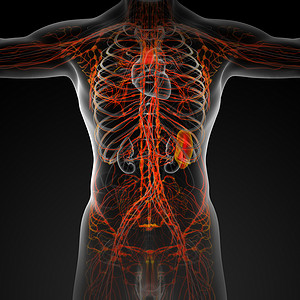 肋间神经科学渲染感官生物学绳索身体淋巴解剖学插图系统背景
