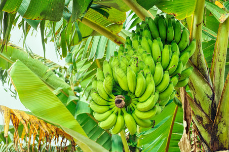 树上香蕉农场棕榈植物生长绿色水果背景图片