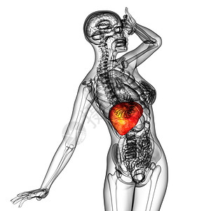 3d为人体肝脏的医学说明胰腺解剖学膀胱器官疼痛胆囊背景图片