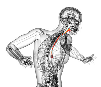 3d 显示食道的插图食管膀胱胆囊医疗附录舌头冒号背景图片