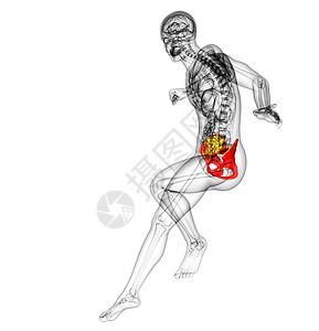 3d 提供臀骨的医学插图股骨骨骼子宫软骨关节骨盆密度背景图片