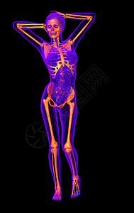 3d为人体骨骼的医学插图x光骨科颅骨解剖学脊柱骨头膝盖关节药品背景图片