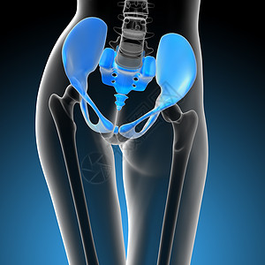 3d 提供臀骨的医学插图关节子宫股骨骨骼软骨骨盆密度背景图片