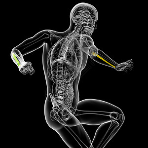 3d 进行人体骨骼的医学说明肱骨棕榈医疗手臂半径背景图片