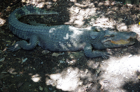 鳄鱼动物蜥蜴热带动物园爬行动物背景图片