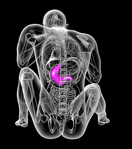 3d为胃部的医学插图生物学器官解剖学腹部背景图片
