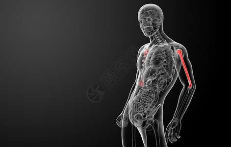 3d 骨骼骨折成3dx光红色科学蓝色渲染黑色插图医疗肱骨男性背景图片