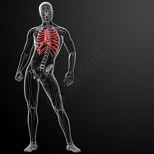 3d 表示肋骨笼的插图放射科肩胛骨肱骨胸部骨骼医生脊柱医院生物学胸椎背景图片