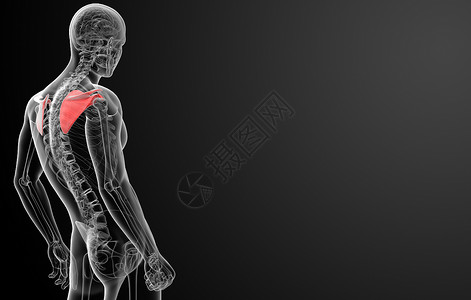 x光脖子3d 表示插图科学身体躯干骨头胸部药品卫生疼痛锁骨解剖学背景