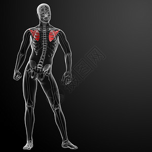 躯干3d 表示插图肩胛骨身体技术医生课程科学骨骼男人疼痛蓝色背景