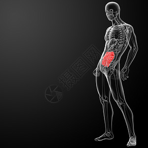 人类消化系统 小肠胰腺肝硬化腹痛膀胱痛苦身体癌症冒号器官胆囊背景图片