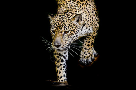 近距离的美洲豹肖像白色毛皮蓝色动物哺乳动物黑色捕食者耳朵荒野野生动物背景图片