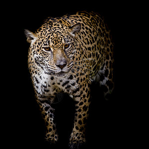 近距离的美洲豹肖像动物野生动物蓝色毛皮眼睛黑色动物园捕食者耳朵荒野背景图片