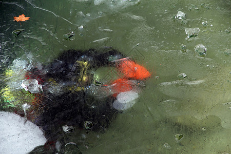 潜水员和金鱼20厘米以下的湖冰层下潜水器背景